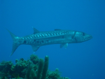 Diving in Belize